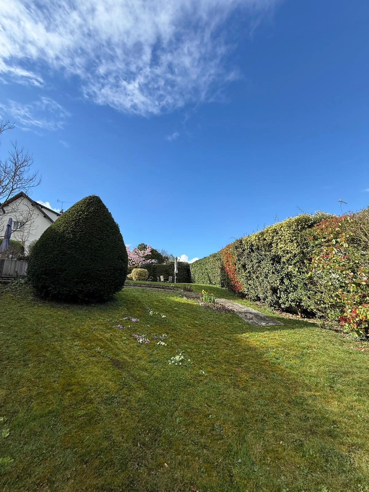 Pelouse tondue et haie taillée dans un jardin à Massy