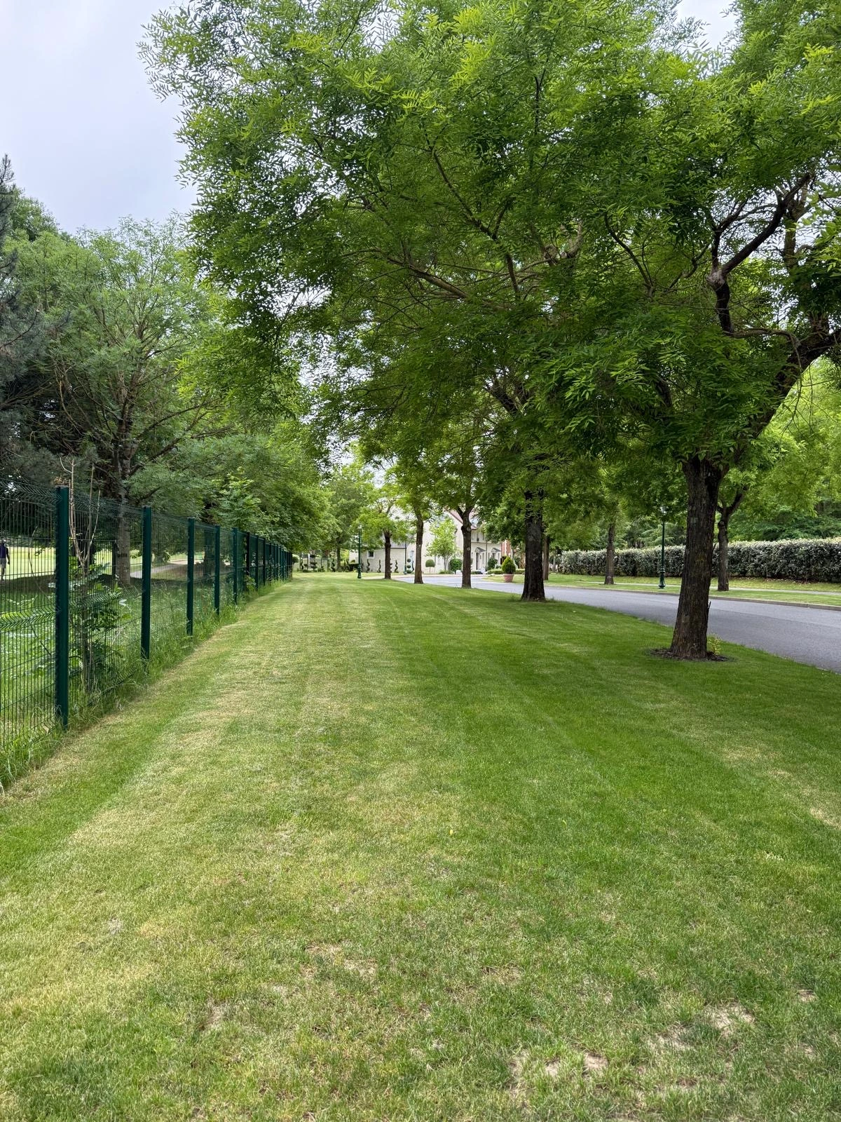Bordure de pelouse tondue le long d'une allée arborée